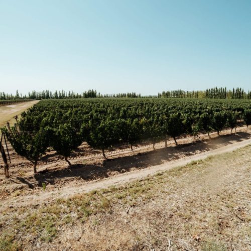 BODEGA EL NEVADO MARZO 2020-56 BODEGA EL NEVADO MARZO 2020-56